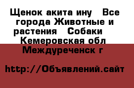 Щенок акита ину - Все города Животные и растения » Собаки   . Кемеровская обл.,Междуреченск г.